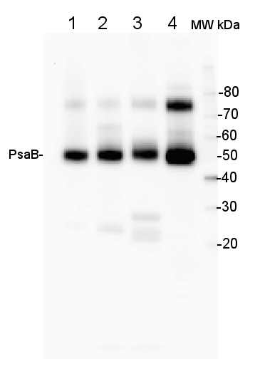 western blot using anti-PsaB antibodies